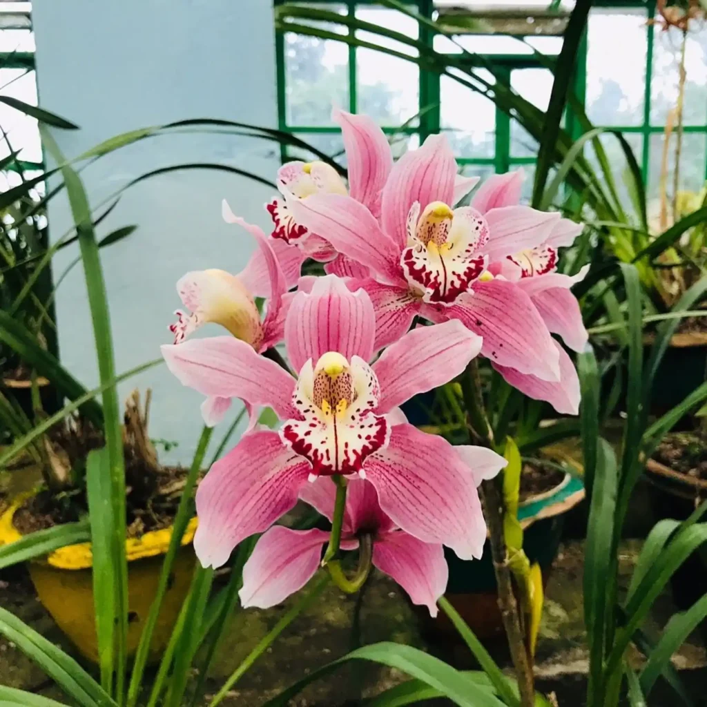 Orchid Centre